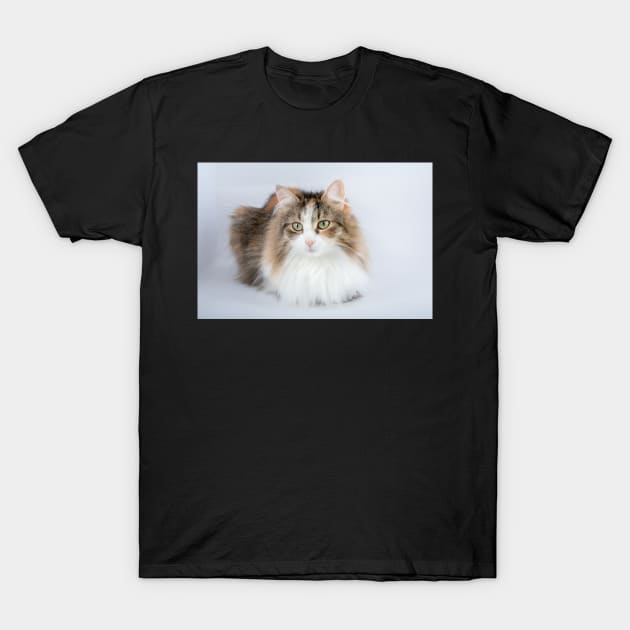 Long Hair tortoiseshell cat T-Shirt by Russell102